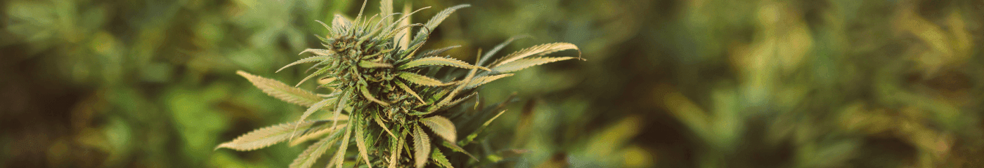 Fokus auf eine Cannabispflanze